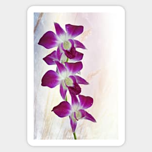 Orchids Sticker